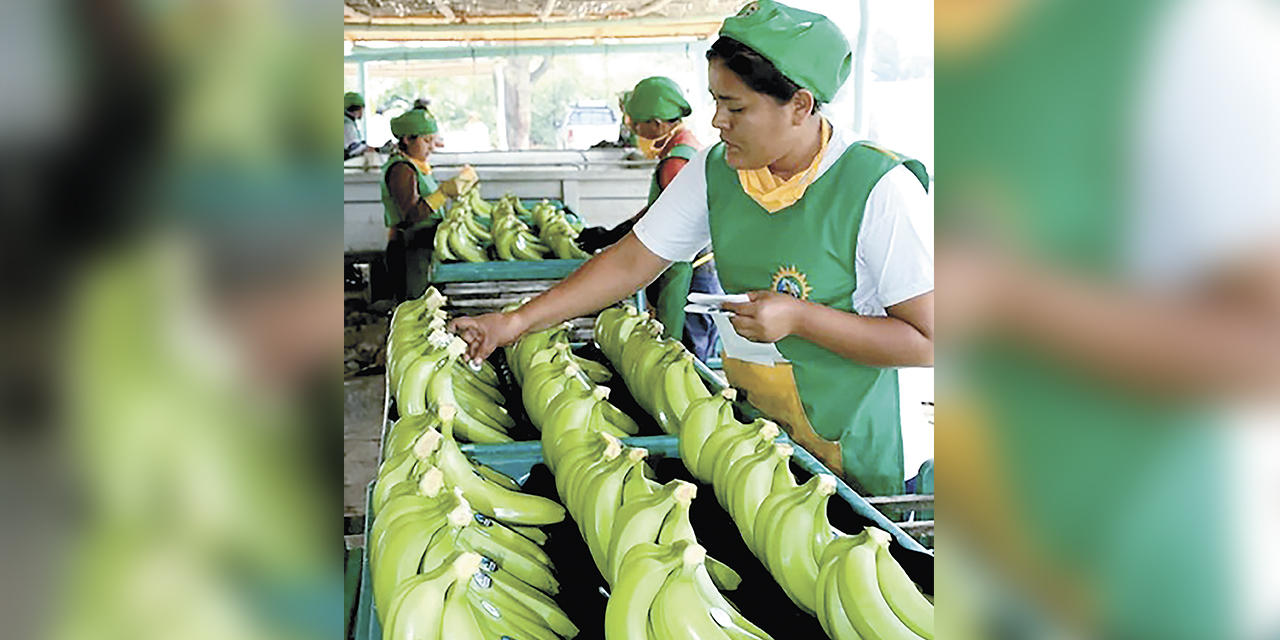 Exportaciones de banana.
