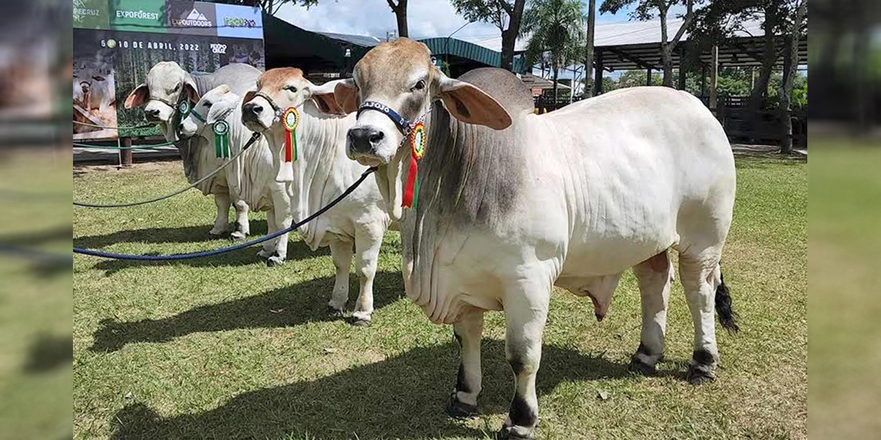 Bolivia es referente regional en genética bovina de élite