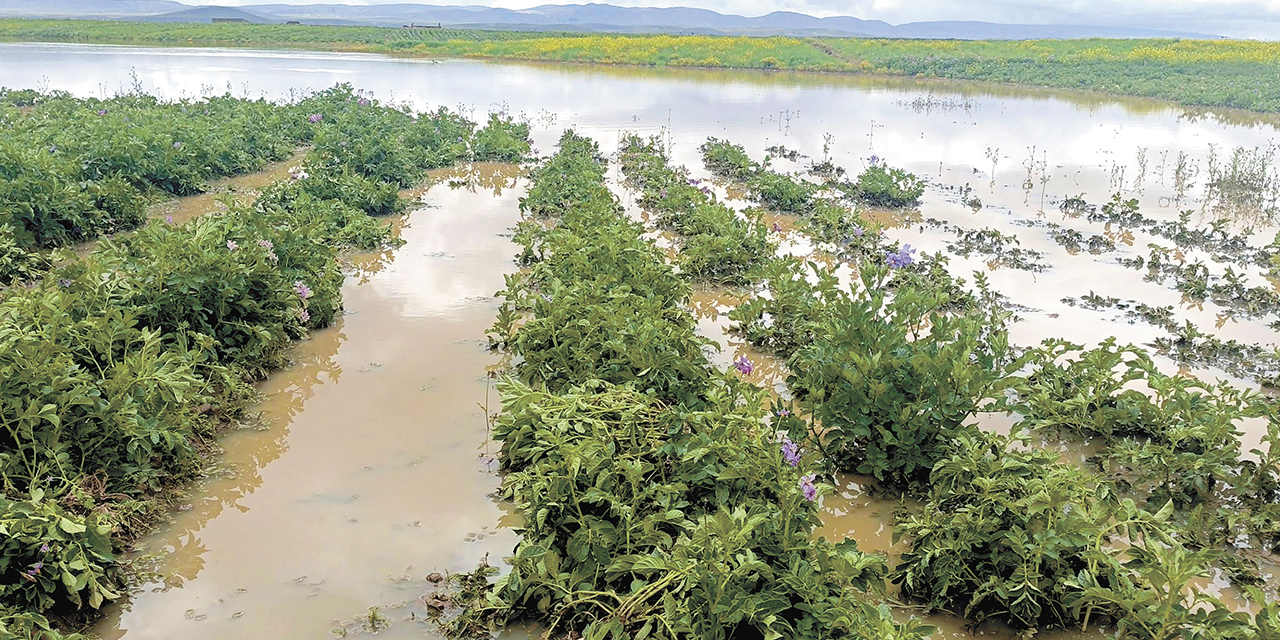 Parte de los cultivos afectados por las constantes lluvias. 