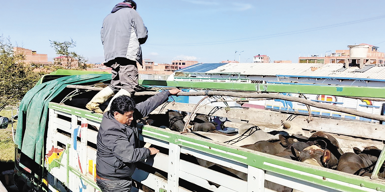 El ganado de contrabando que fue recuperado en un operativo.