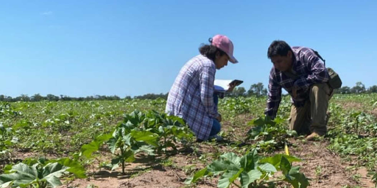 Parte de los cultivos en Villa Montes, Tarija. Foto: Iniaf