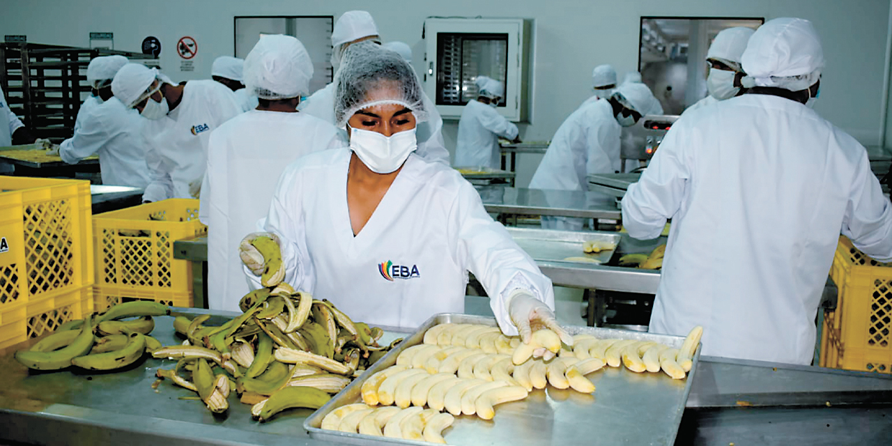 Una planta de industrialización de plátano.