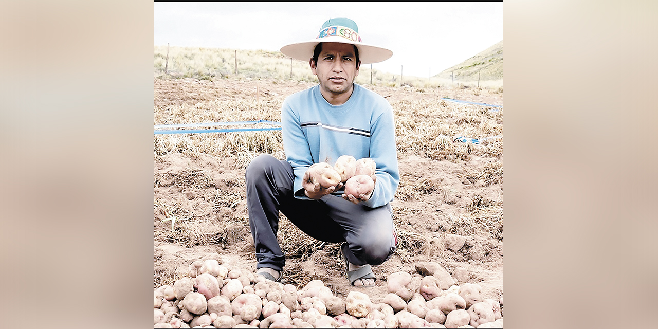 Un productor con papa con semilla certificada.
