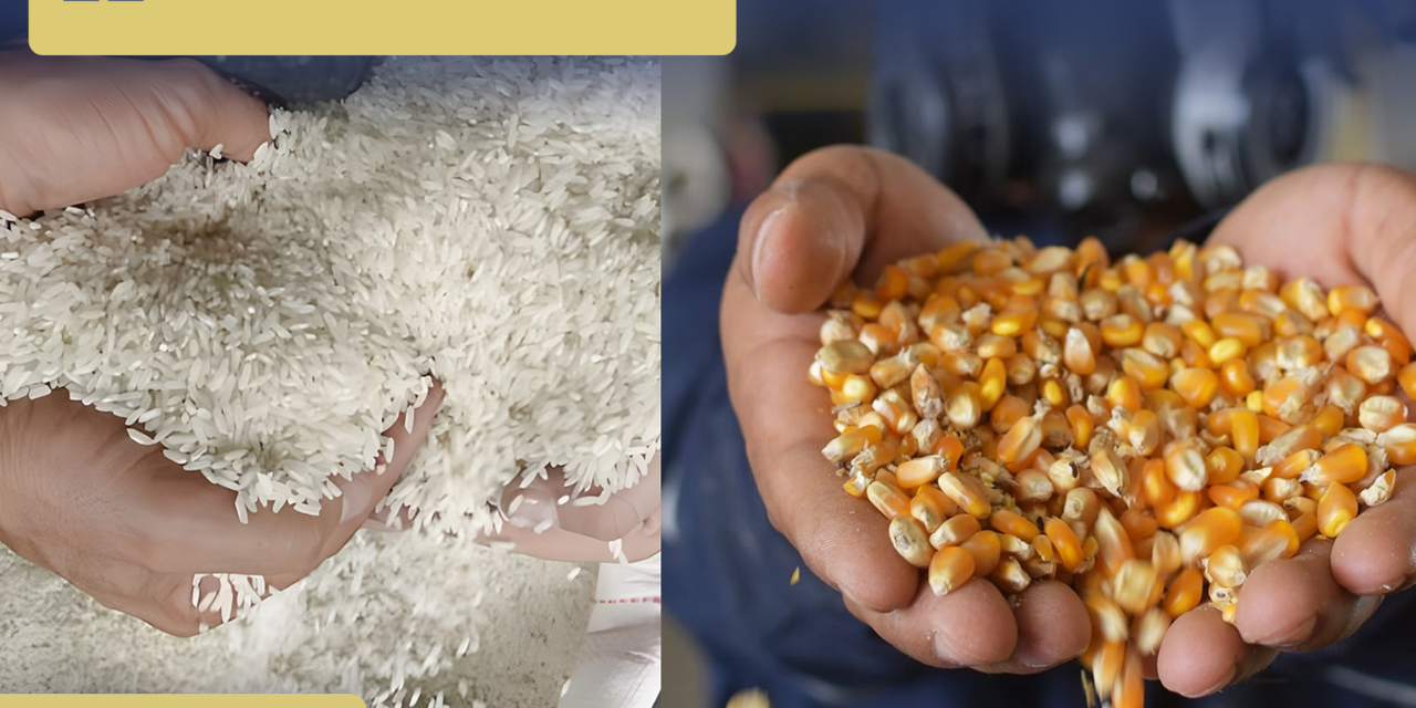 Gobierno socializa con productores el nuevo programa de apoyo para la producción de maíz y arroz