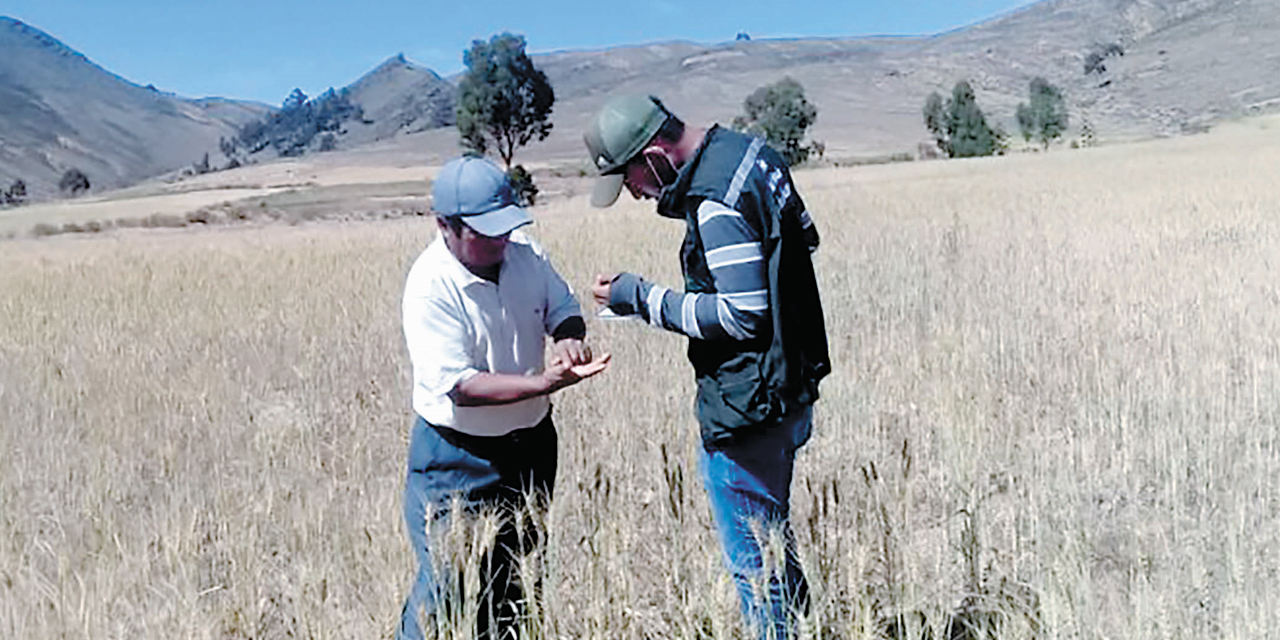 Trabajadores agrícolas observan la producción de un cultivo. 