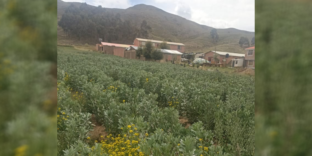 En Huarina se duplica la cosecha y se mejora la producción de la papa