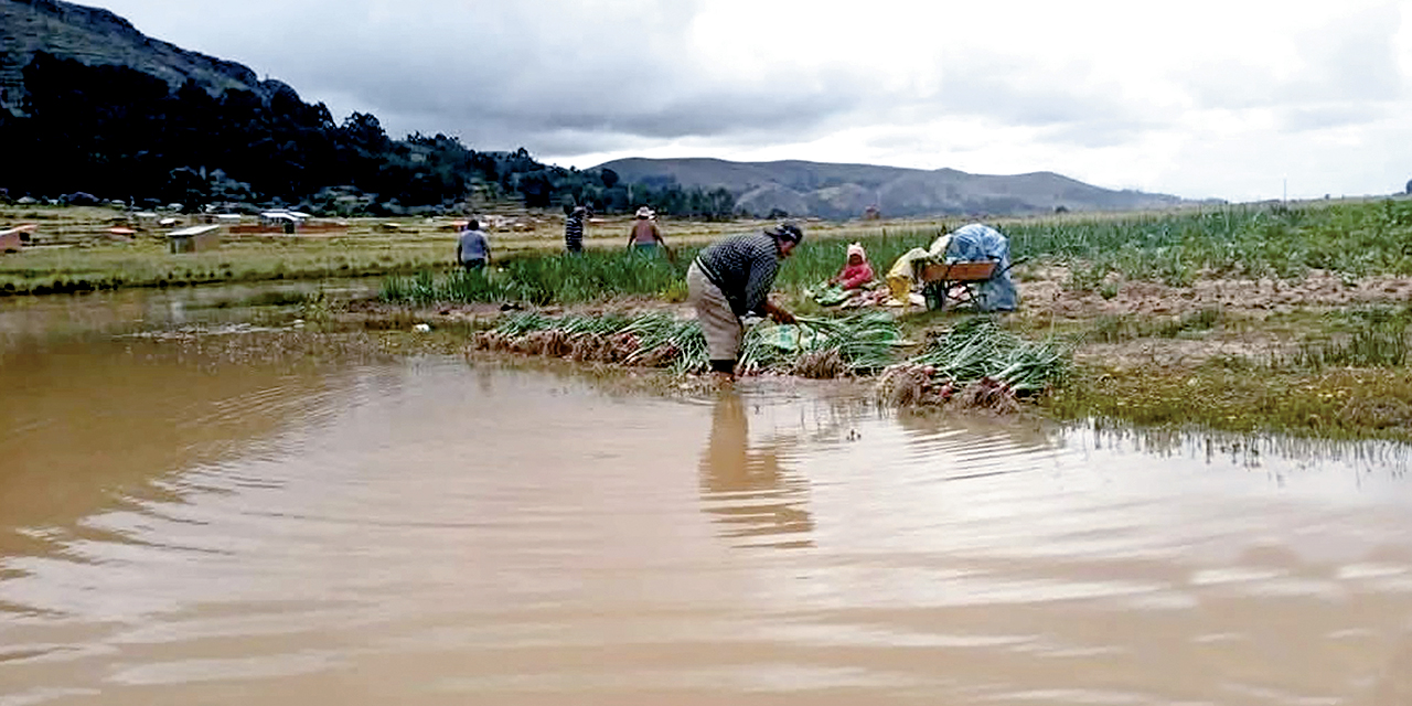 Agricultores tratan de salvar su cultivo de cebolla