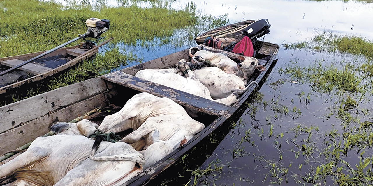 Ganado transportado en un bote ante la inundación en Beni.