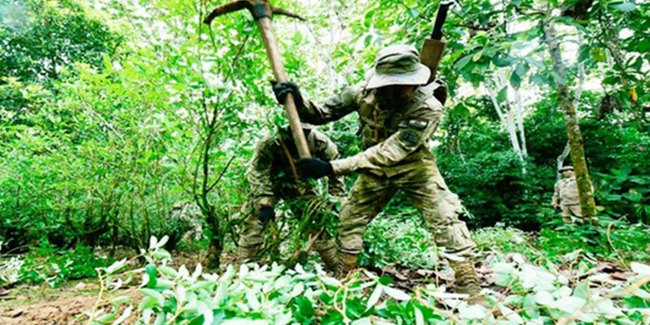 Erradicación de coca en el país, en el trópico cochabambino.