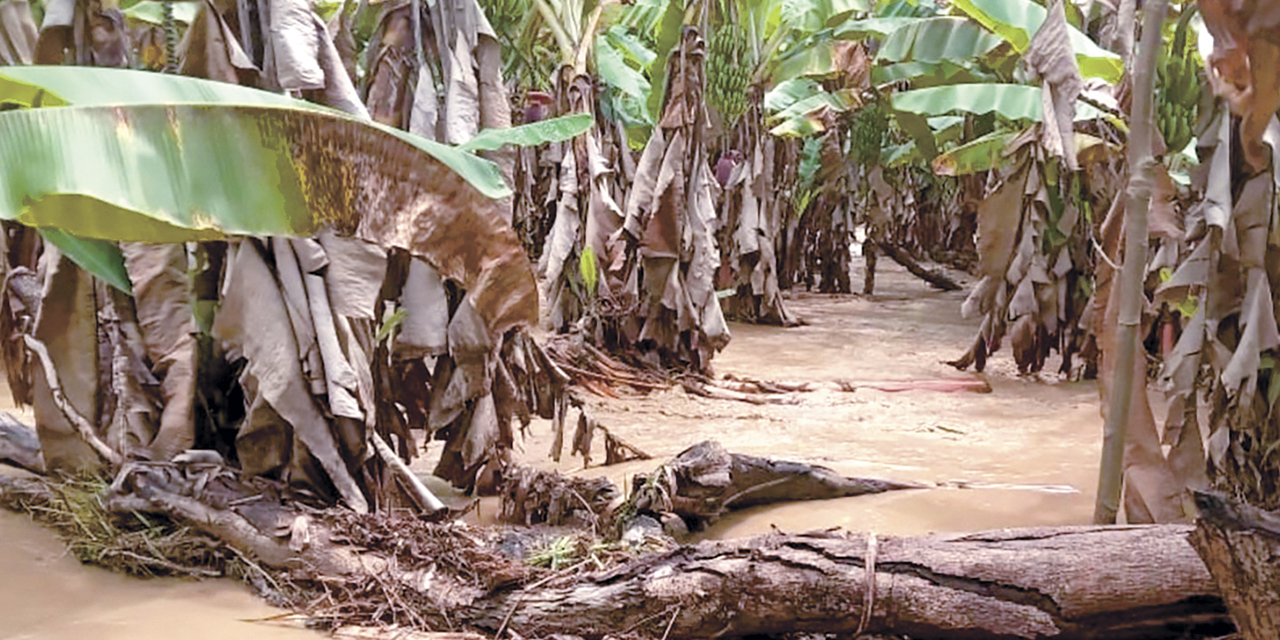 El desborde del río Tigrini, en Guanay, destrozó las plantaciones.