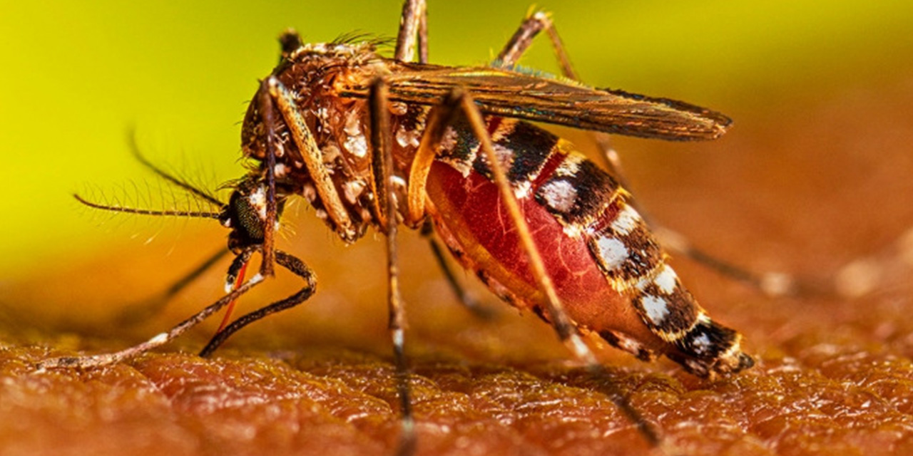 Una mujer de 30 años es el primer caso de dengue importado en El Alto