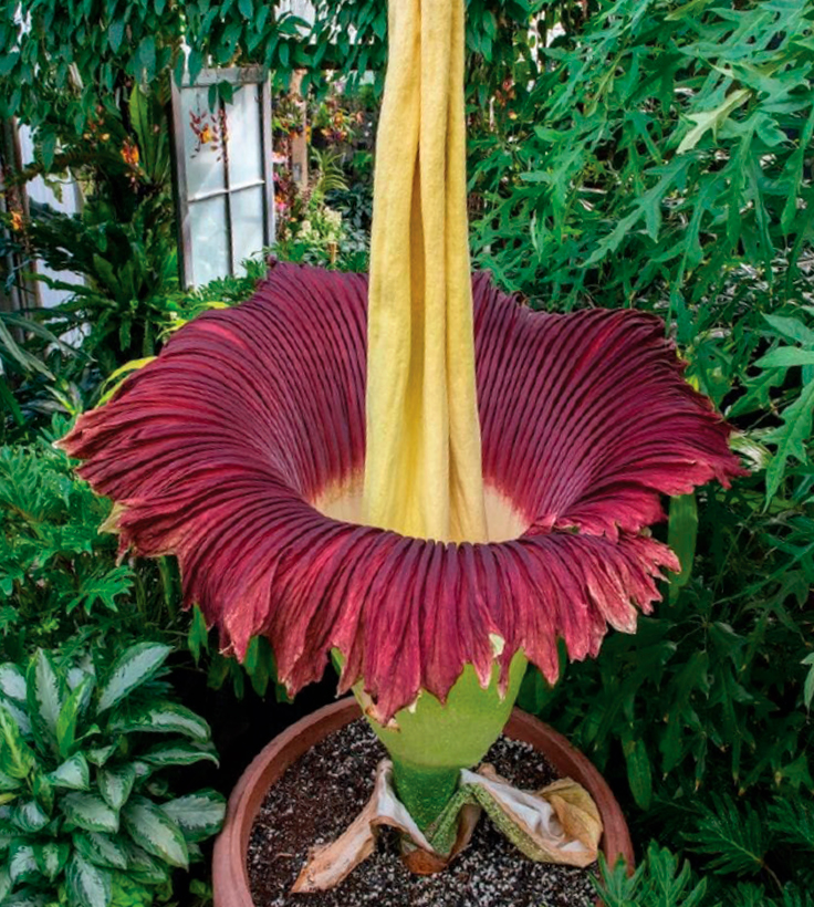 Rafflesia 2 1911