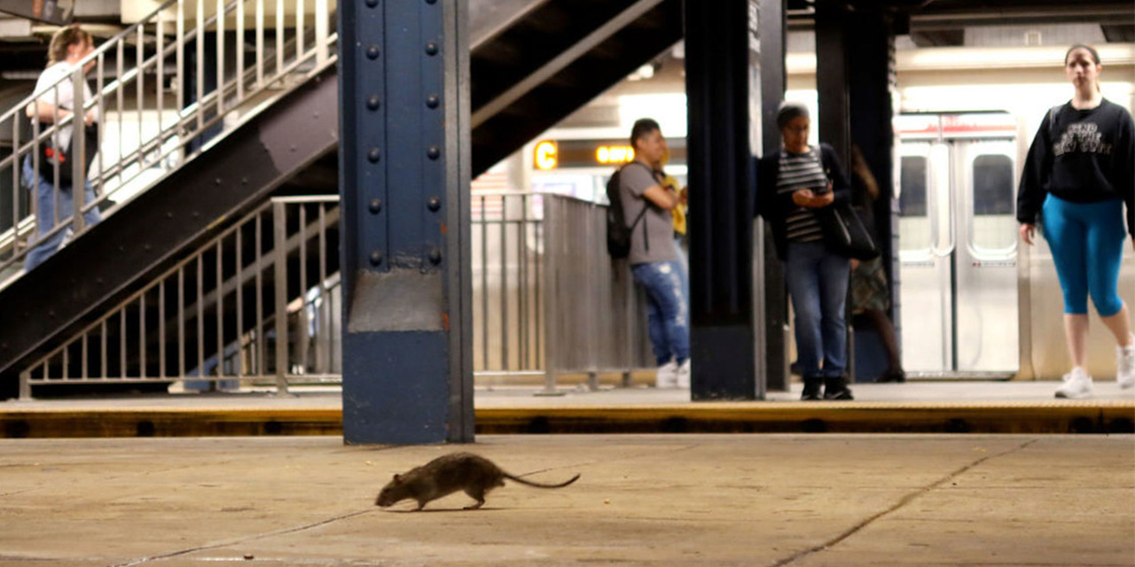 Los turistas ahora prefieren ver ratas cuando visitan Nueva York, infestada de roedores