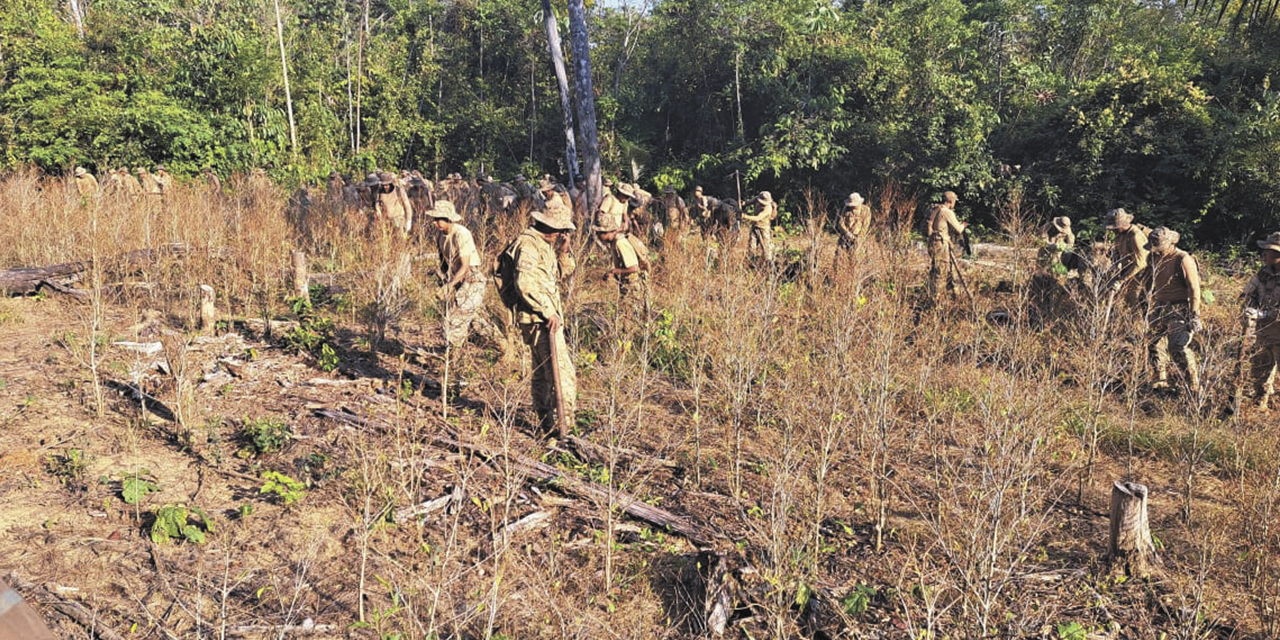 Efectivos en plena faena de erradicación de coca en zonas no autorizadas. | Foto: Vicem. de Coca