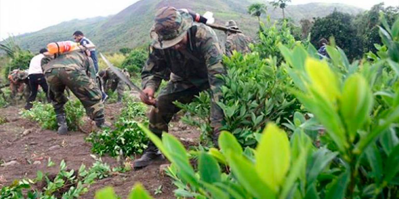Erradicación de plantaciones de coca ilegales. Foto: RRSS