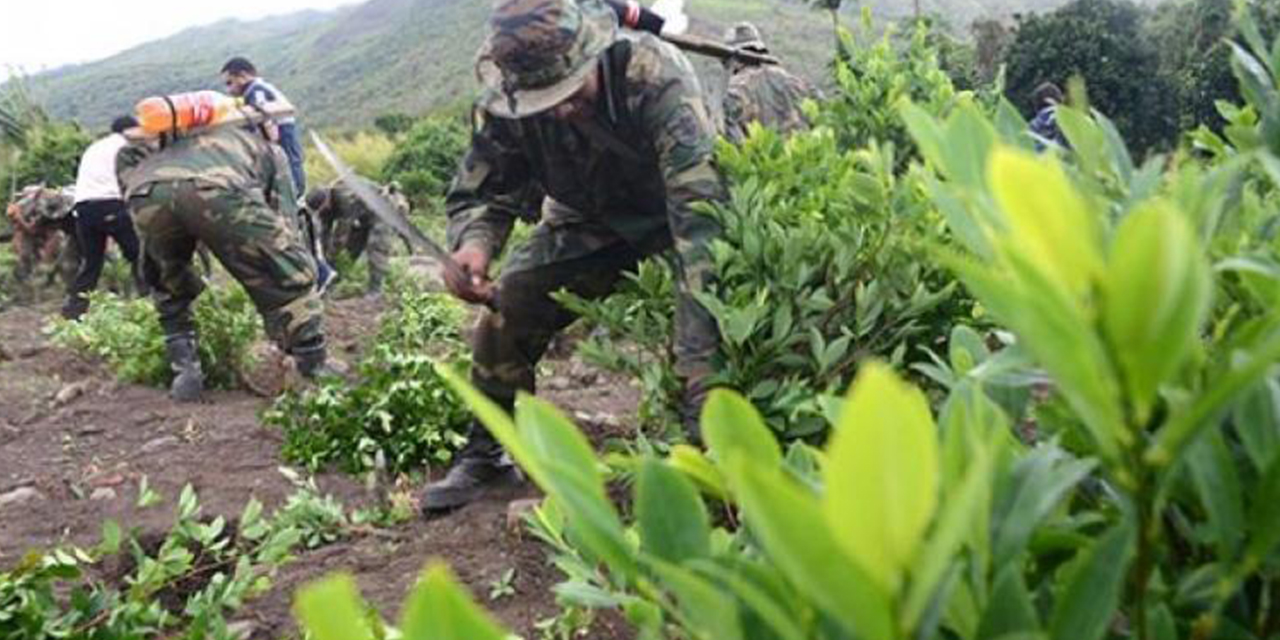 Un efectivo militar en labores de erradicación. 