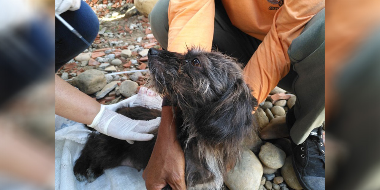 Reportan 92 casos de rabia canina en Bolivia, preparan campaña de vacunación para 3 millones de mascotas