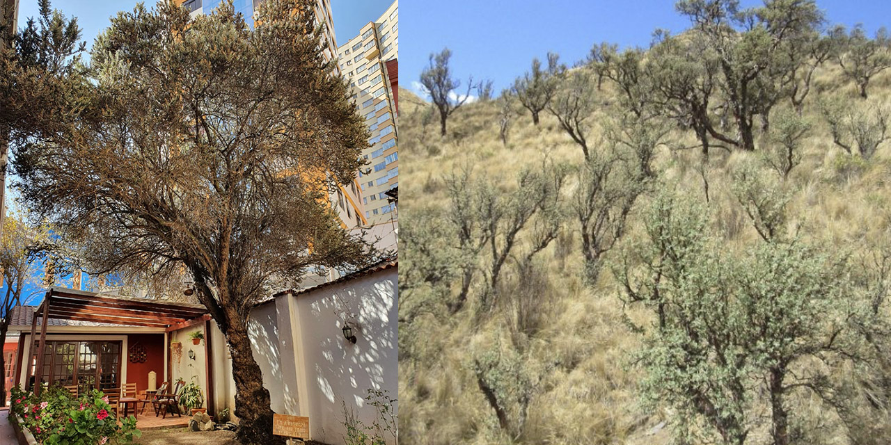 Arboles de Kiswara (Izquierda) y Kewiña (Derecha). | Fotos: RRSS