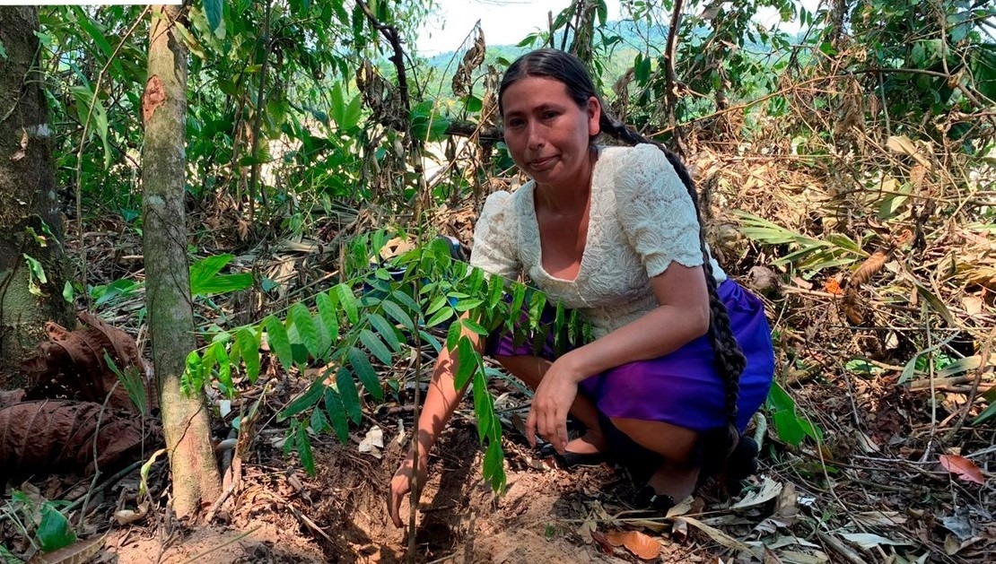 Reforestacion1109223