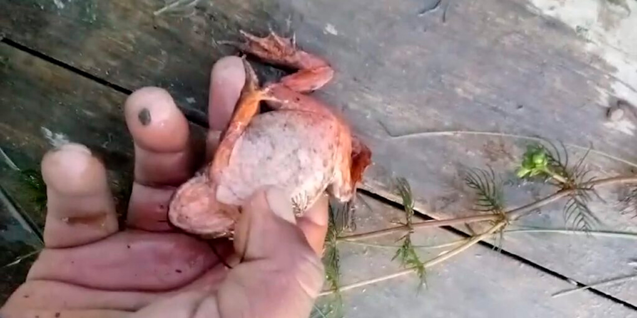 Deceso de ranas en el río Suches. Foto: RTP
