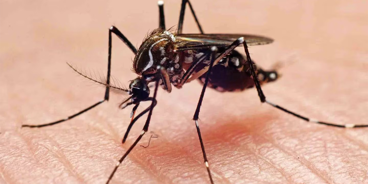 El oropouche es una más de las enfermedades transmitidas por picadura de mosquito. 
