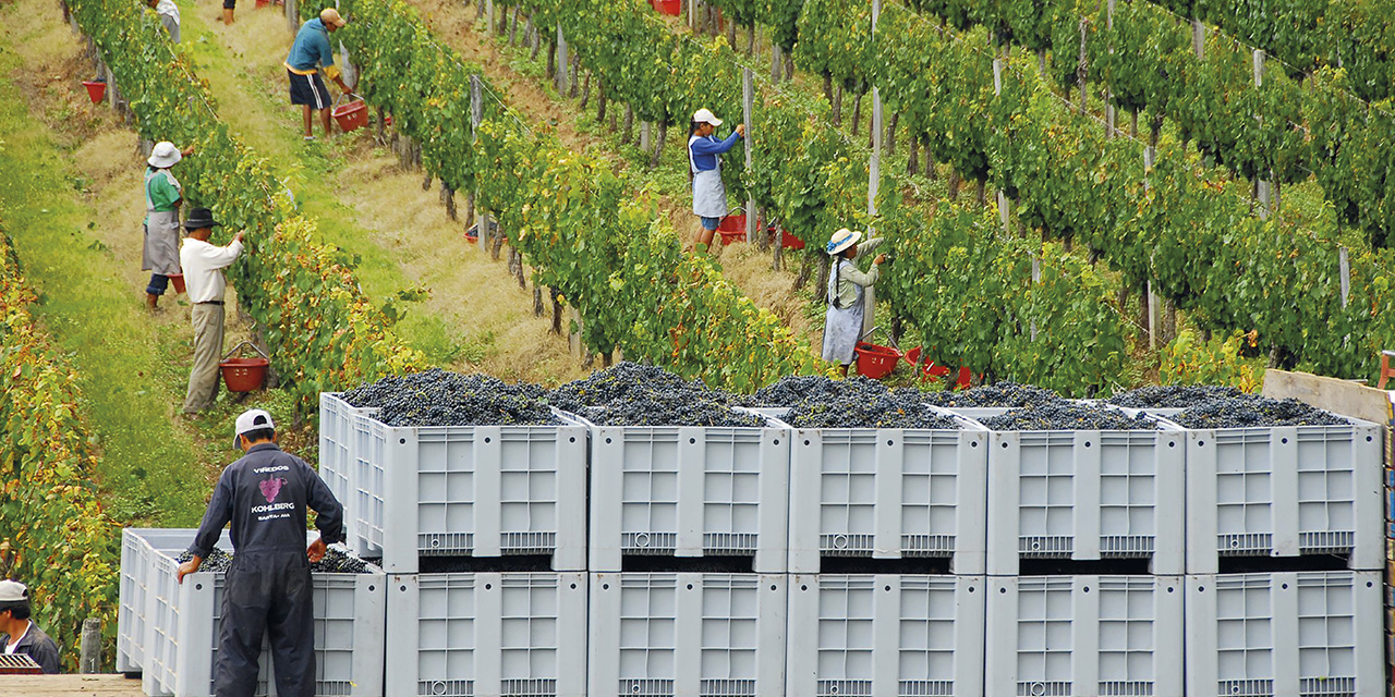 El entorno del destino de vinos y singanis incluye plantaciones y bodegas.