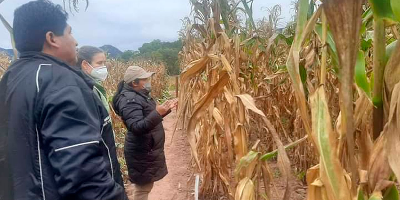 Imagen de referencia. Foto: Archivo