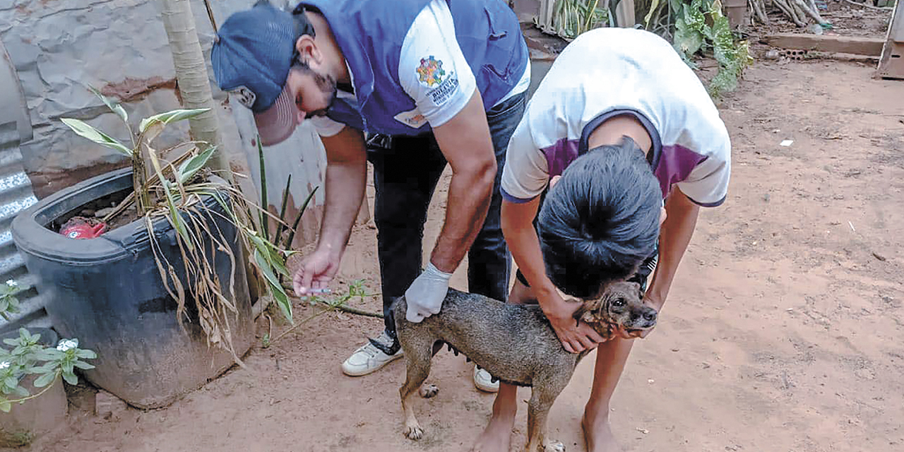 Perros y gatos de varias regiones del país fueron vacunados contra la rabia. 