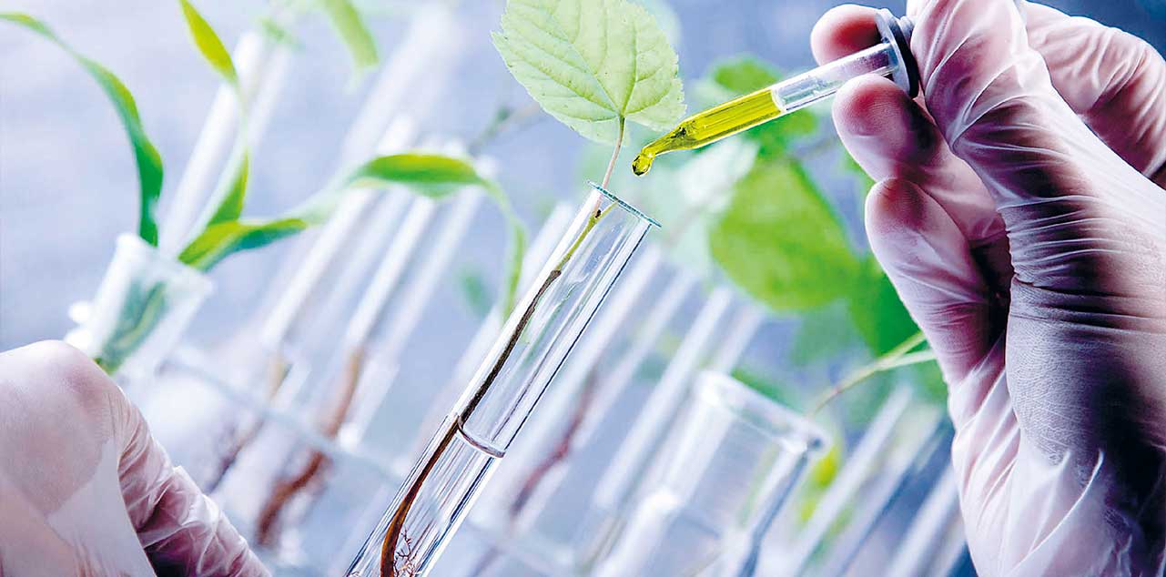La biotecnología ha demostrado ser una herramienta crucial en la optimización de cultivos. Foto: Infoagro.COM