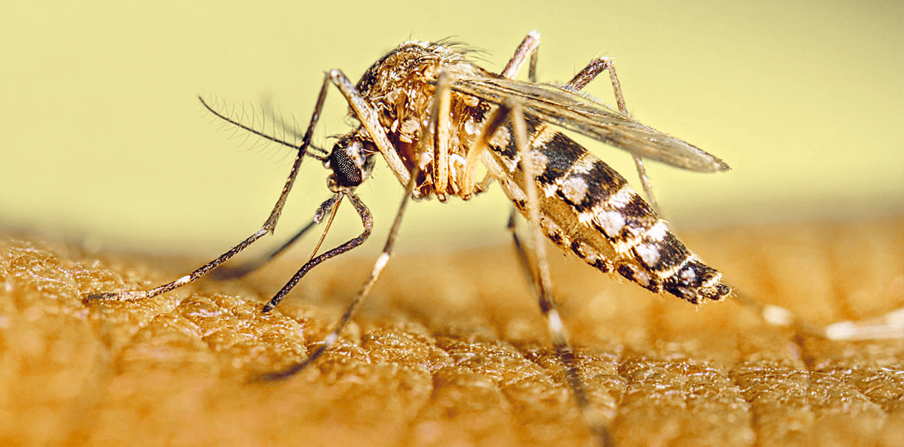 El mosquito transmisor del dengue. Foto:  RRSS