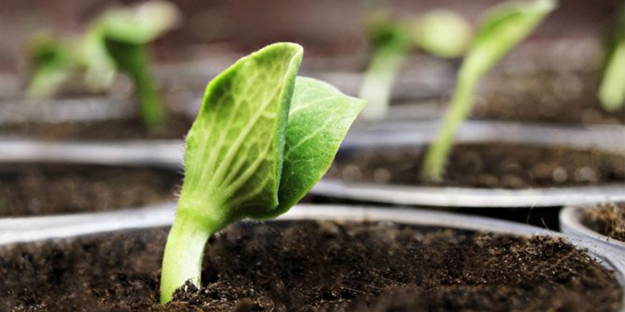 Gobierno construirá nueve plantas de bioinsumos en todo el país