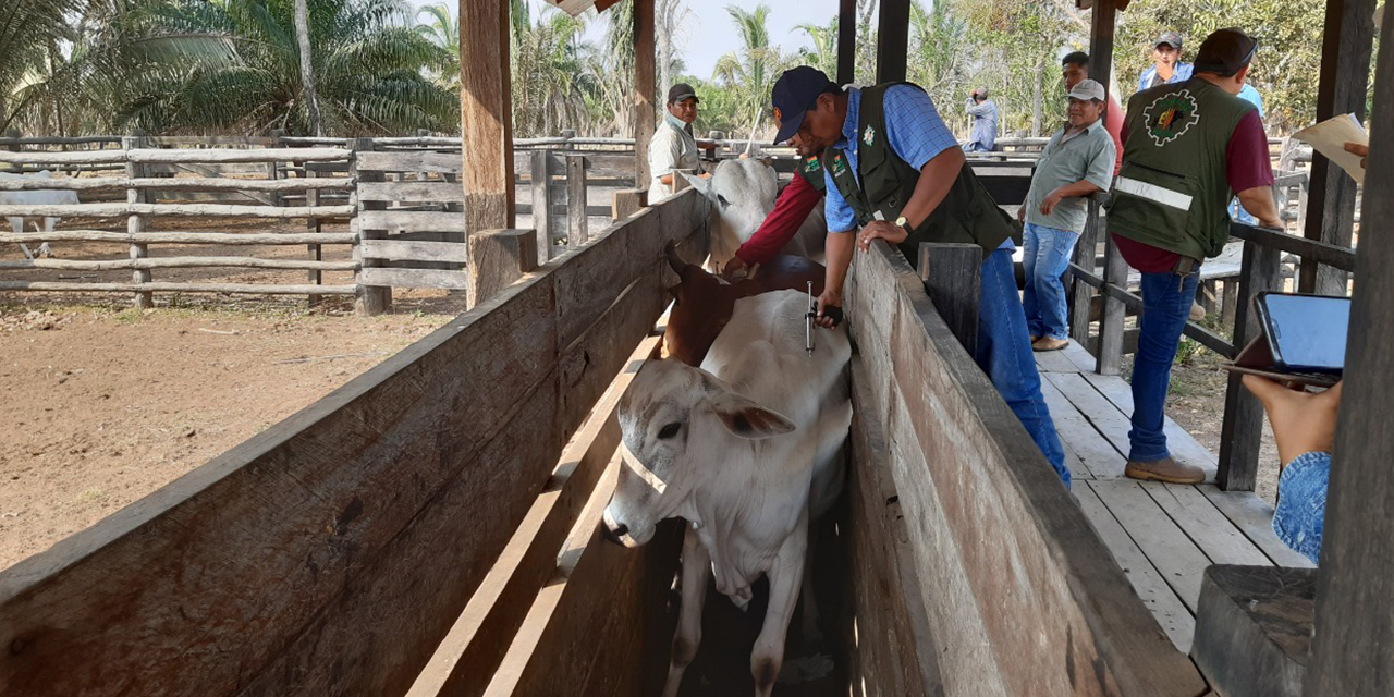 Vacunación de animales contra la fiebre aftosa. (Foto: Senasag)