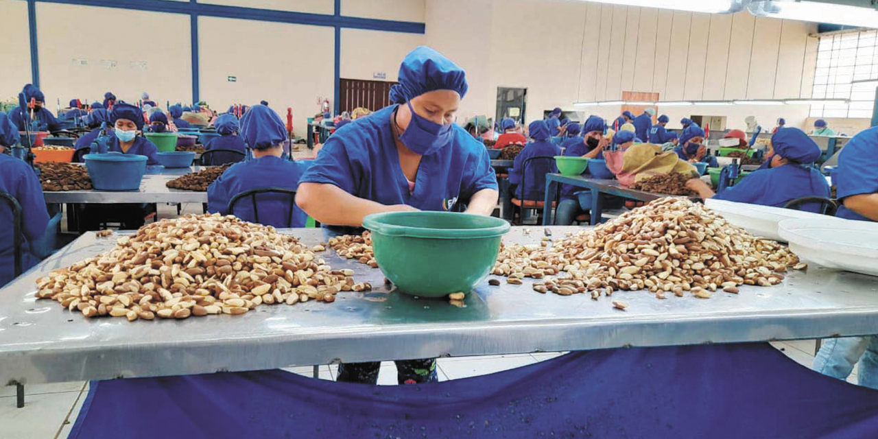 Tratamiento y preparación de la nuez amazónica para su exportación. (Foto: EBA)