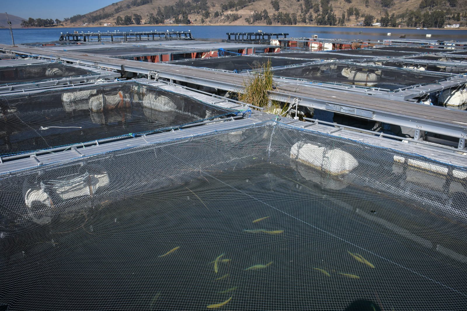 Planta Piscícola Lago Titicaca ARCH
