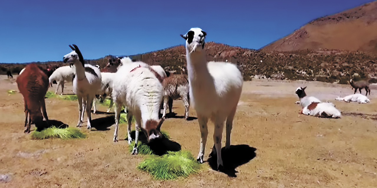 La producción de este centro es altamente nutritiva para el alimento animal. | Foto: RRSS