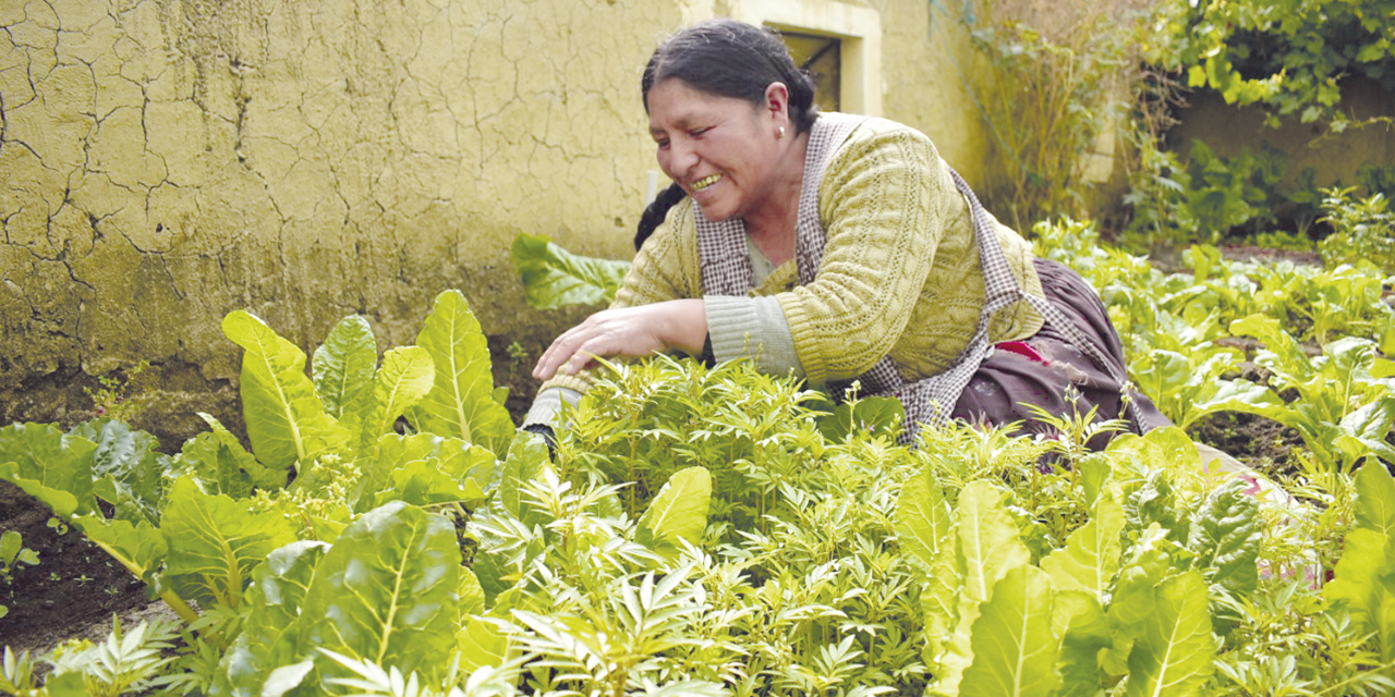 El Programa de Apoyo a la Producción y Comercialización de Hortalizas. | Foto: Archivo