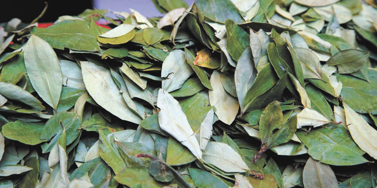 La planta proyecta cuatro líneas de producción con la hoja de coca. | Foto: Archivo