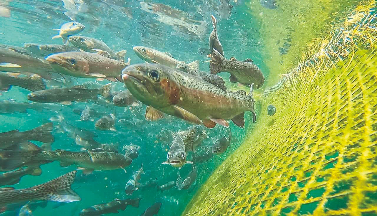 PiscícolaTiticaca2291123
