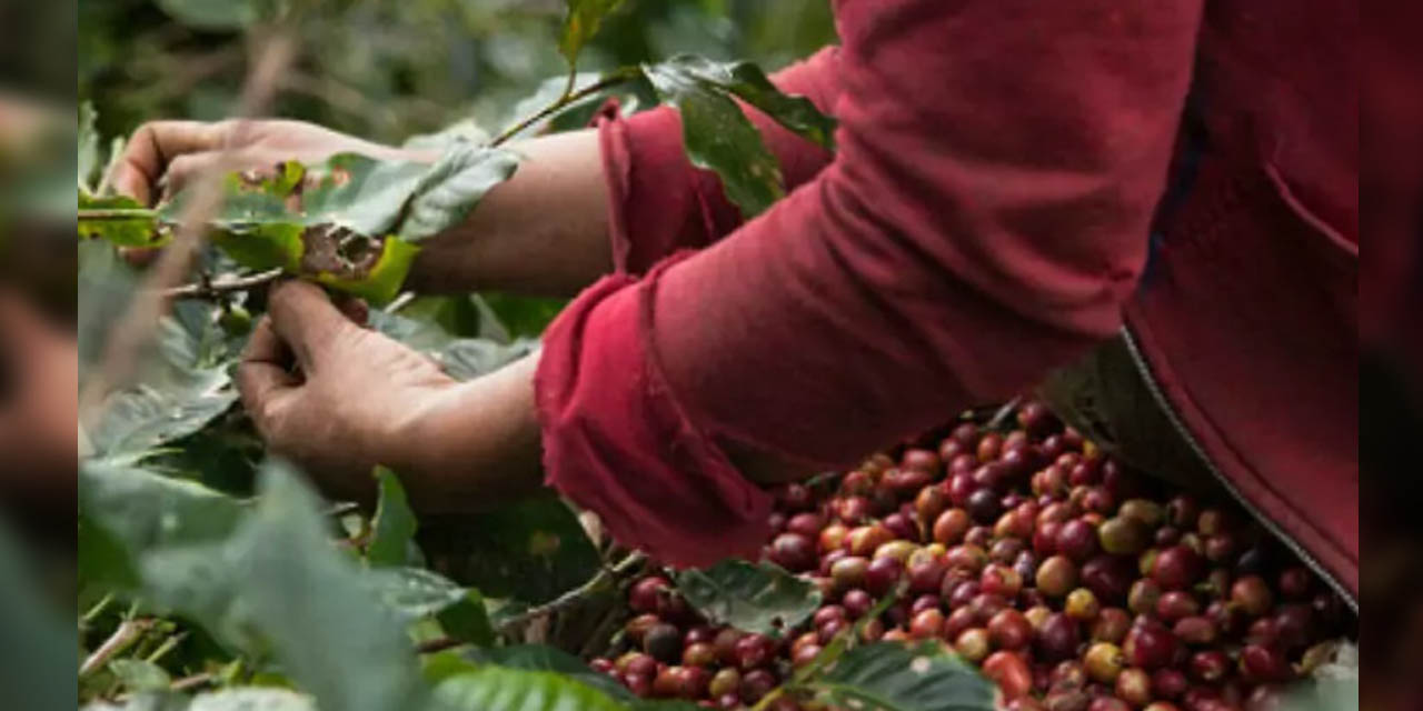 La Planta Procesadora del Café. | Foto: Archivo