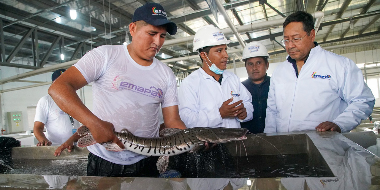 El presidente Luis Arce ya entregó las primeras plantas industriales, como la piscícola. Foto:  Archivo