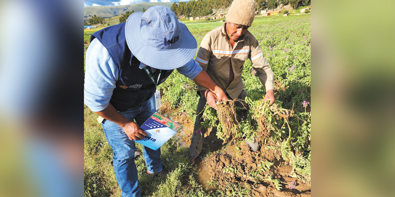 Cultivos afectados por los fenómenos climáticos. Foto: INSA