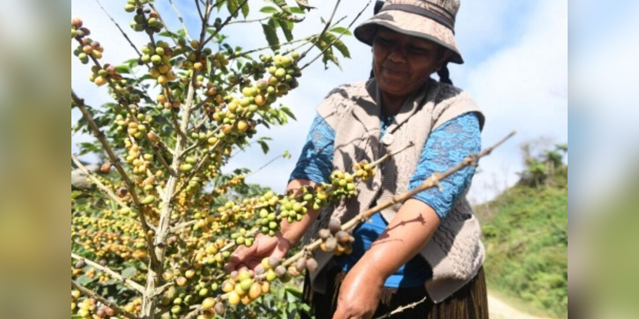 Producción de café. Foto: Archivo ABI