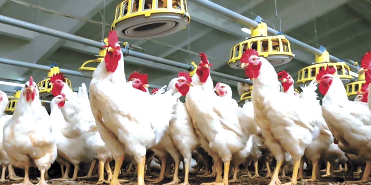 Pollos de una granja avícola.