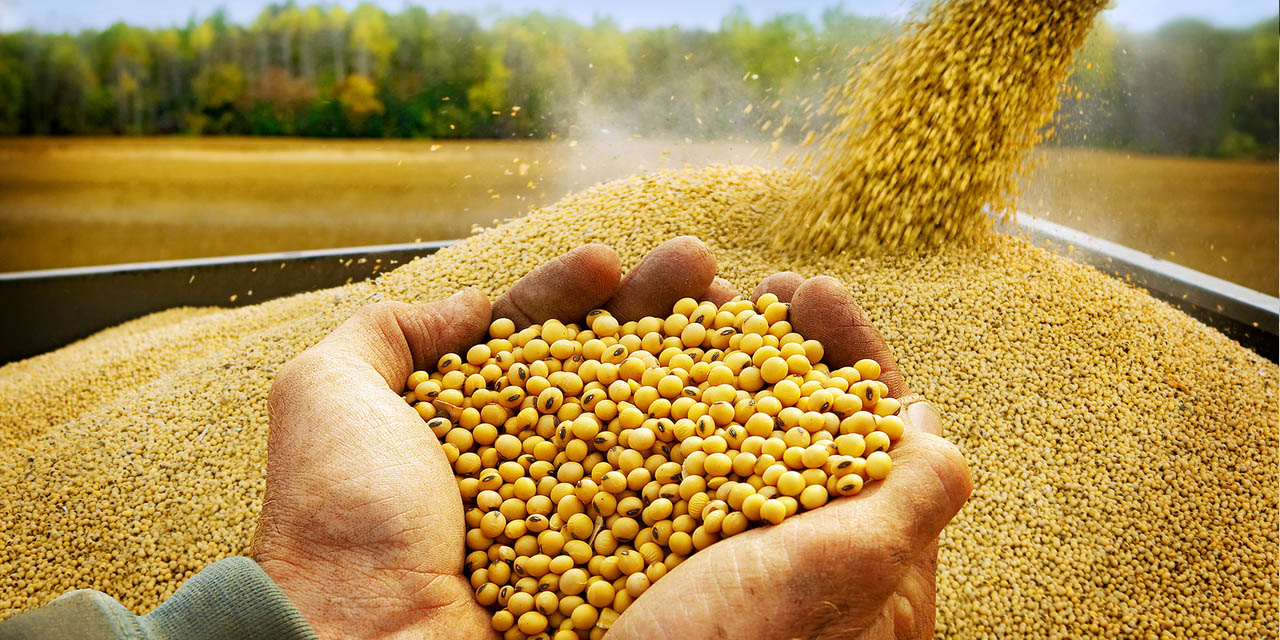 La mayor producción de soya se realiza en Santa Cruz.