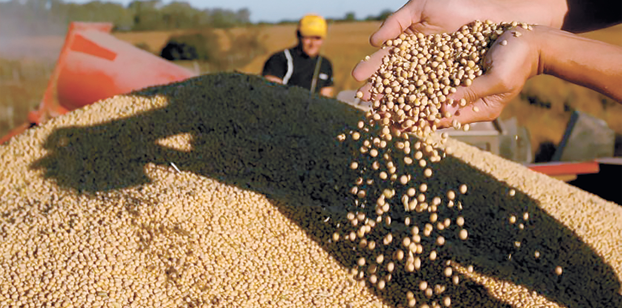 Producción agropecuaria de soya. Foto: RRSS