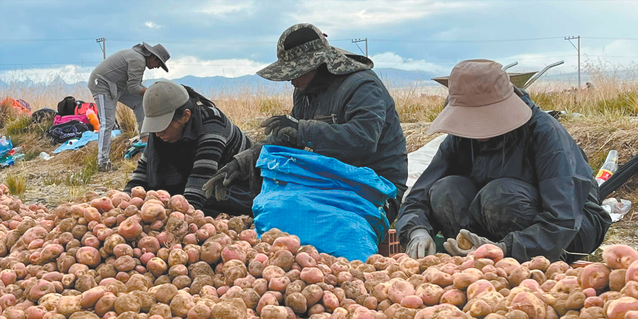 Productores de papa del departamento de La Paz. Foto:  Archivo