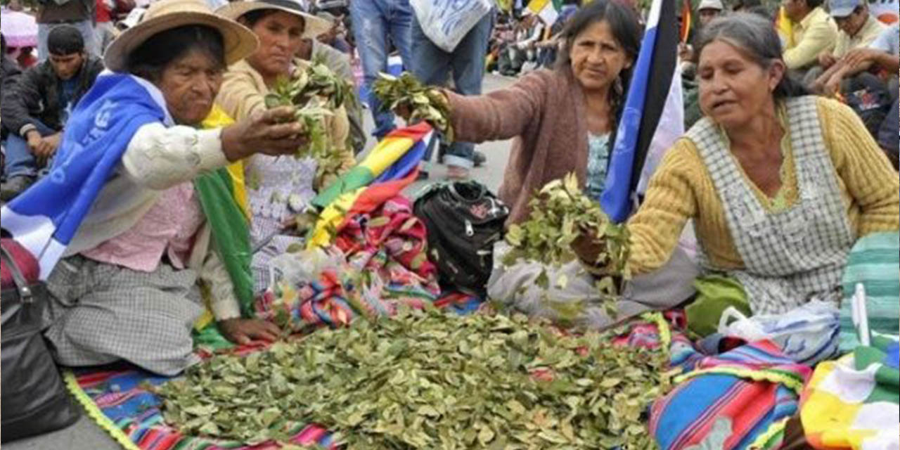 El Reino de los Países Bajos retira objeción al uso de la hoja de coca