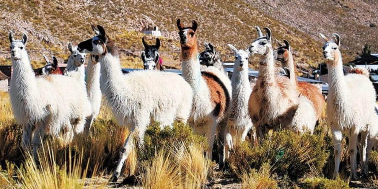 En el país se alberga cuatro de las seis especies de camélidos en el mundo. | Foto: RRSS