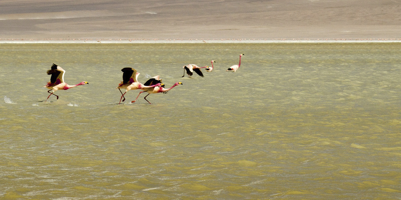 Los flamencos son parte de la biodiversidad del país.