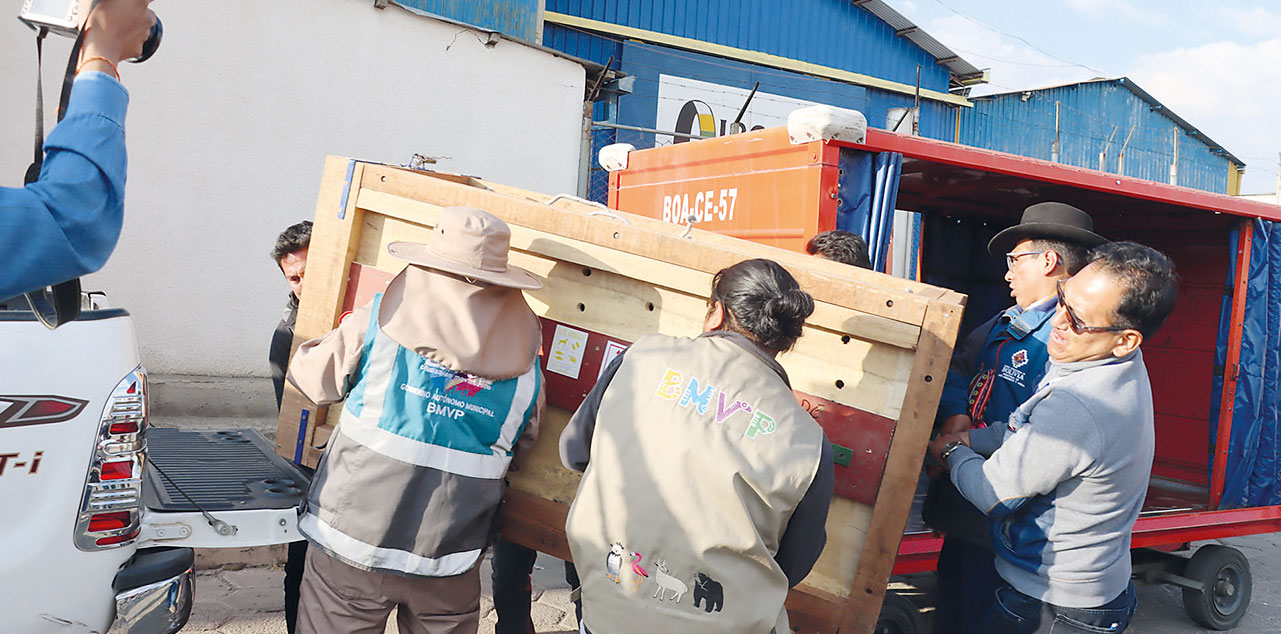 Los jaguares son trasladados al centro de custodia Vesty Pakos, en La Paz. Foto: MMAyA